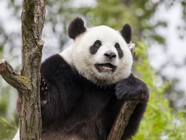 meet pandas before you all sweat up with a hotpot in Chengdu