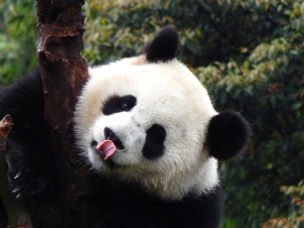 Panda
