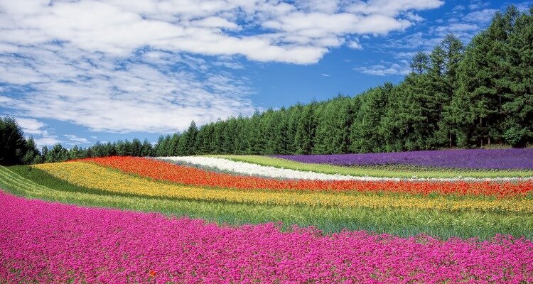 Summer is perfect for admiring the blooming flower fields in Funaro, Hokkaido Japan