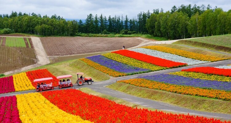 Flowers at Shikisai-No-Oka in Biei in June, Hokkaido Japan