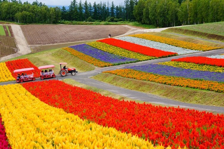 Take a tractor ride to enjoy Shikisai-no-Oka