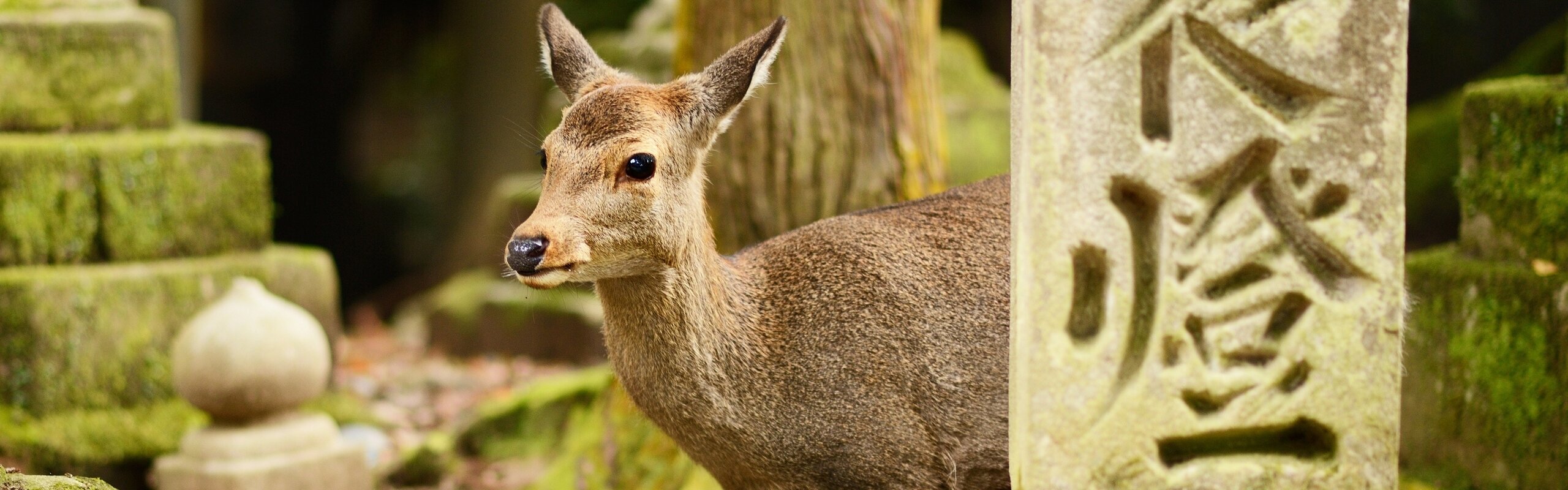 Nara Map - Tourist Map with Day Trip Itinerary & Attractions