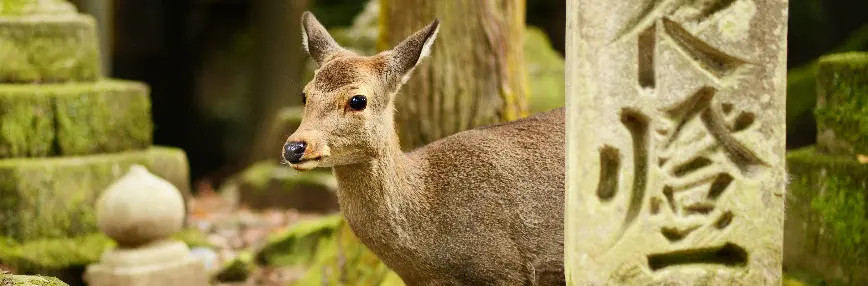 Deers, messengers of the gods, in Nara Park