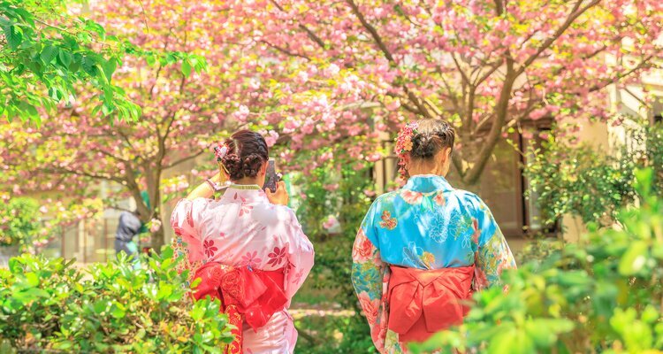 Kirschblüten mit Kimono genießen