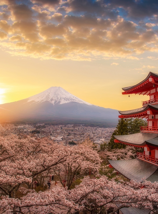 Japan cherry blossom family tour