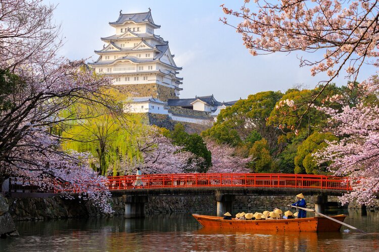 The Himeji Castle at Cherry Blossom