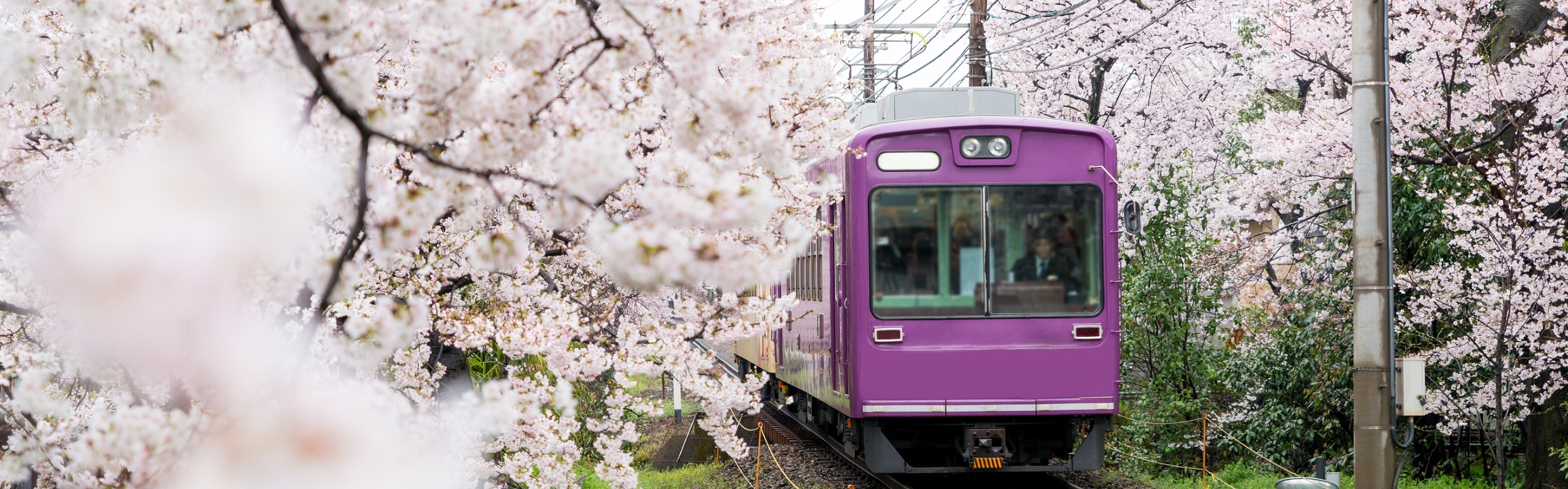  Japan's Cherry Blossoms 2025/2026 - Plan for the Full Bloom Now