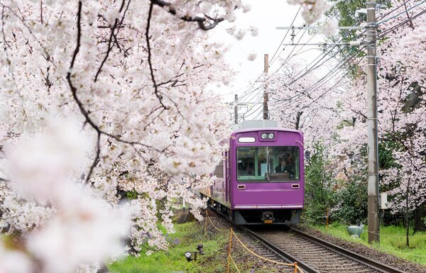 Japan's Cherry Blossoms 2027—Plan for the Full Bloom Now