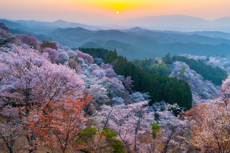 Berg Yoshino Kirschblüte