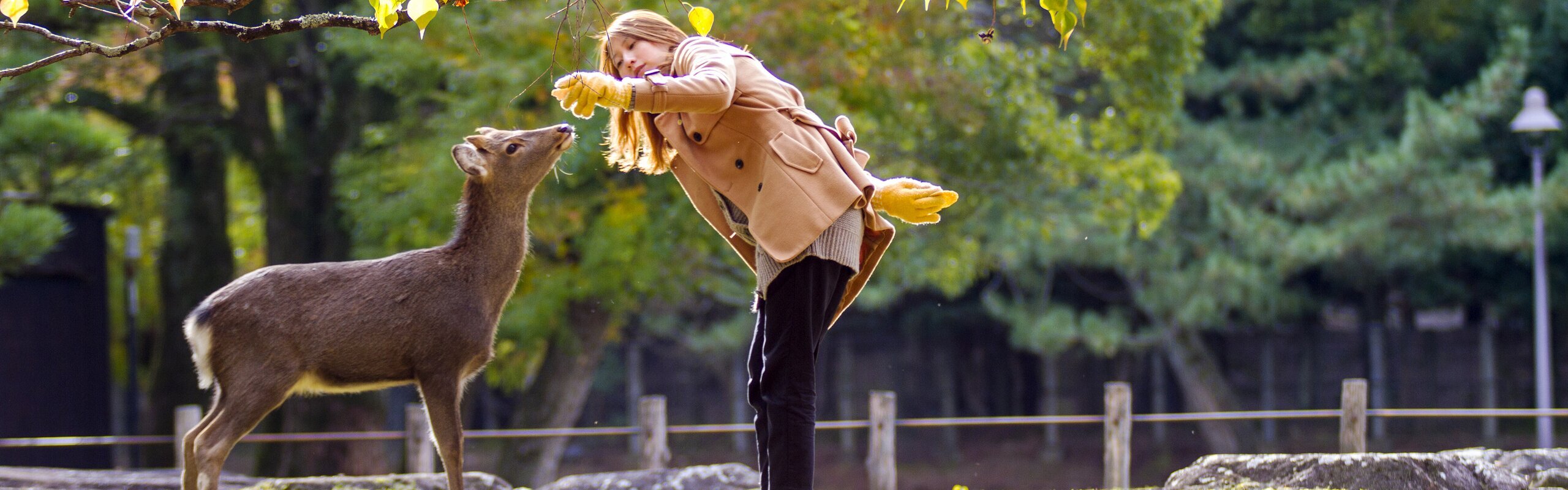 Your Nara Day Trip Guide: How to Visit, Best Itinerary & Tips 