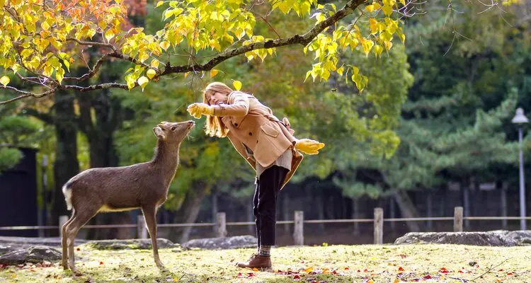 a deer in Nara Park