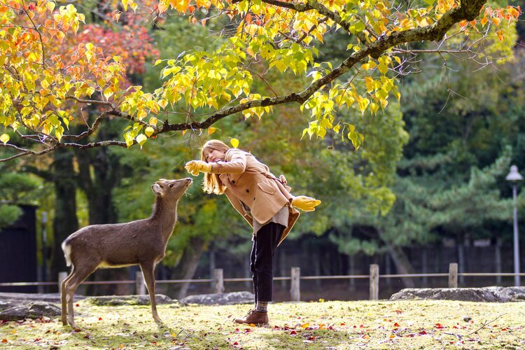 Nara Park