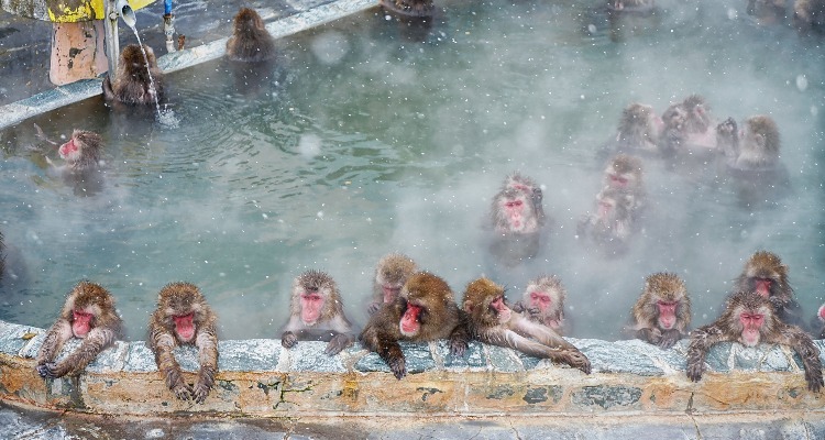 Schneeaffen baden in einer heißen Quelle.
