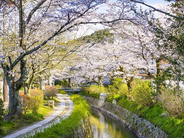 Philosopher's Path in Cherry blossom