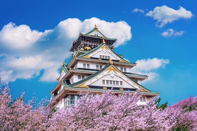 Sakura in Osaka castle