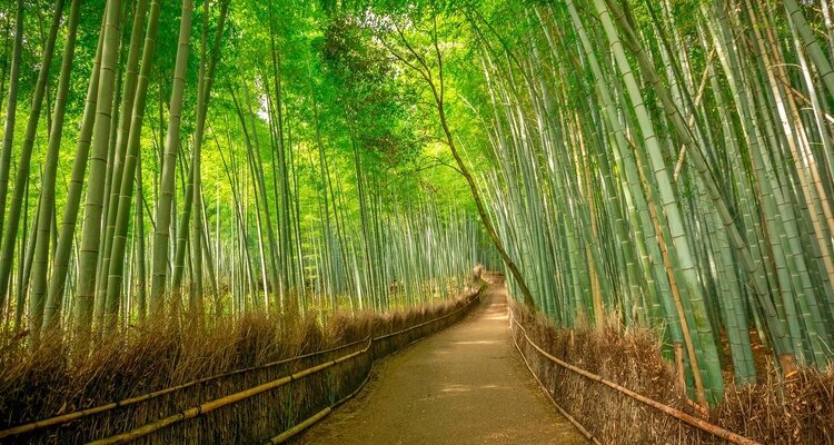 Arashiyama in June
