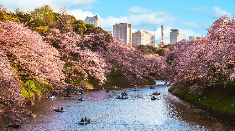 cherry blossoms in March in Japan