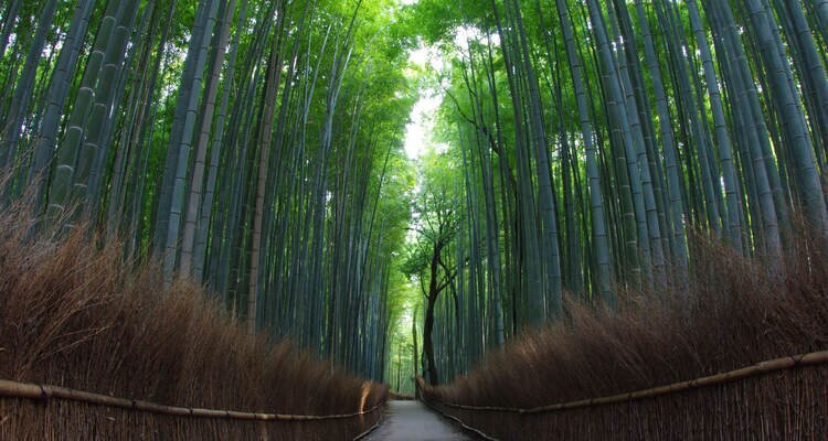Bamboo groves in Arashiyama