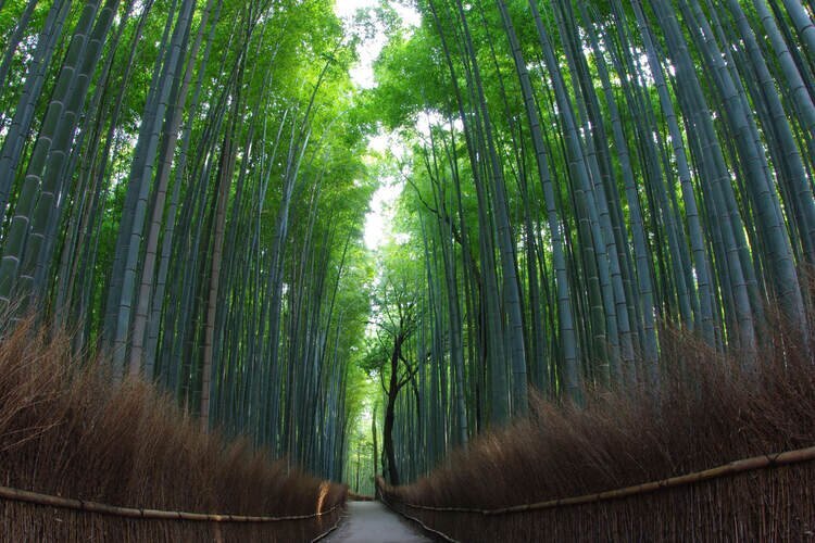 Bamboo Grove in Arashiyama
