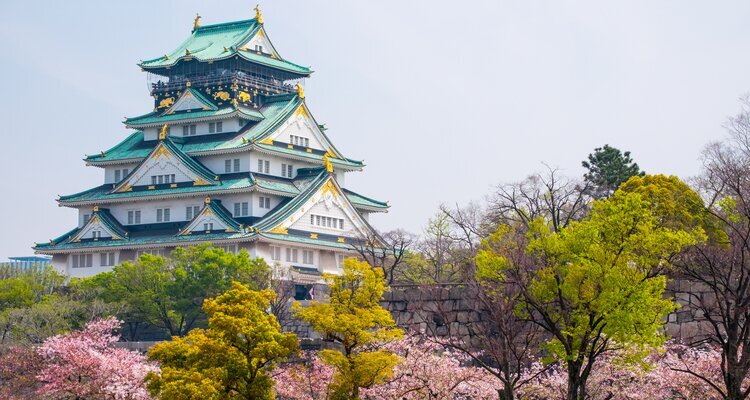 Kirschblüte im Osaka Castle