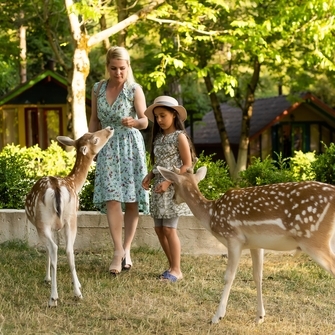Nara Deer