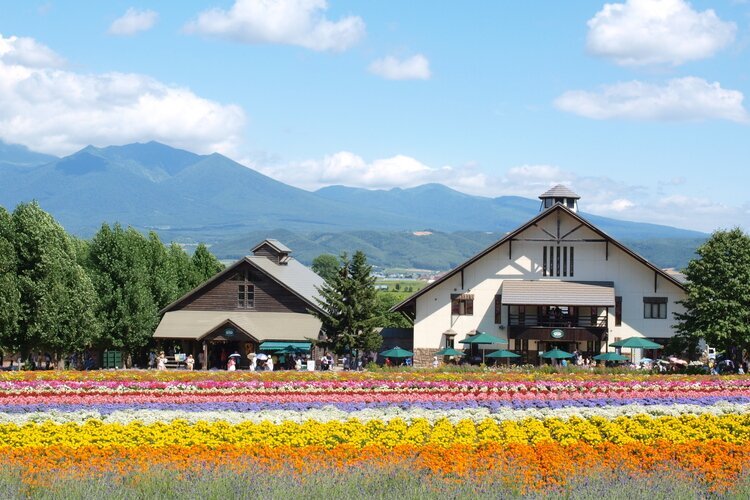 Flower fields in Furano in summer