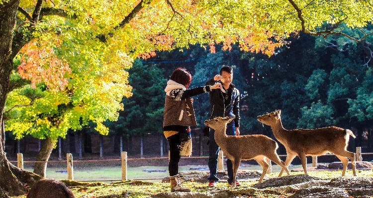 Feeding deer in Nara Park