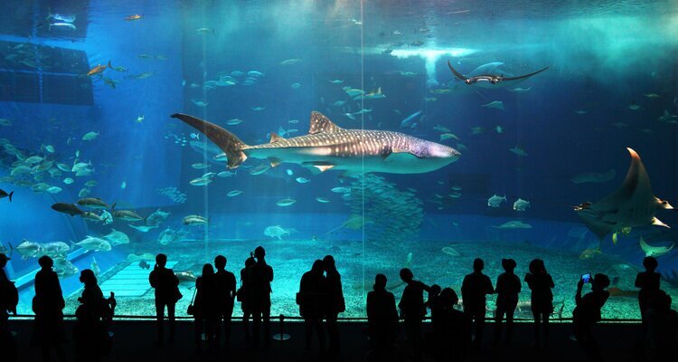 Churaumi Aquarium