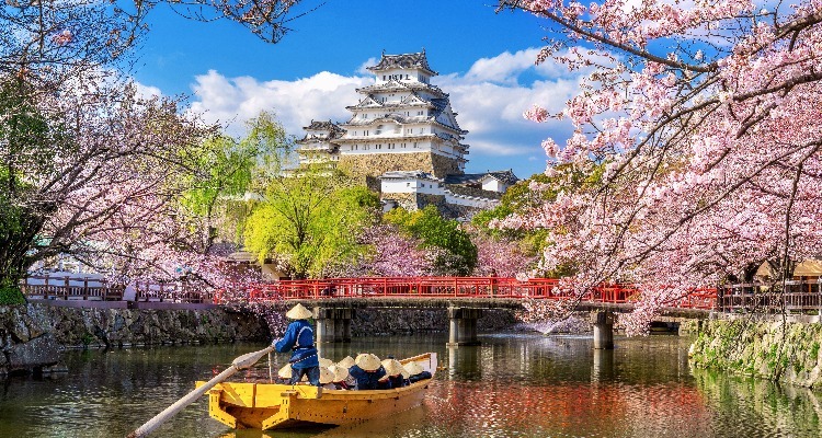 Cherry blossoms in Himeji Castle