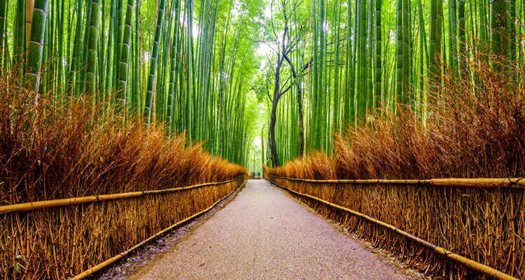 Arashiyama-Bambushain