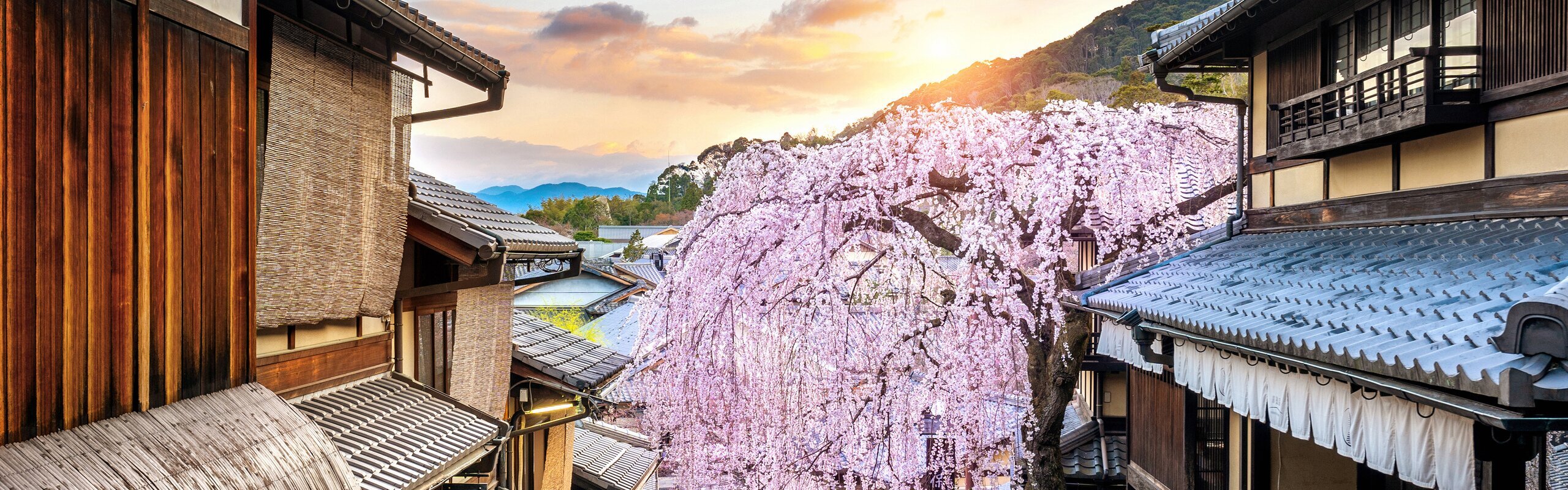Private 10-Day Japan Highlights and Cherry Blossom Tour