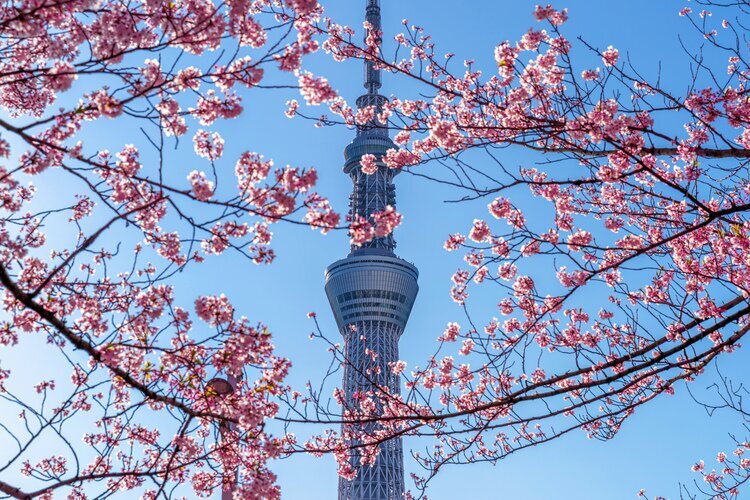 Tokyo Skytree with cherry blossoms