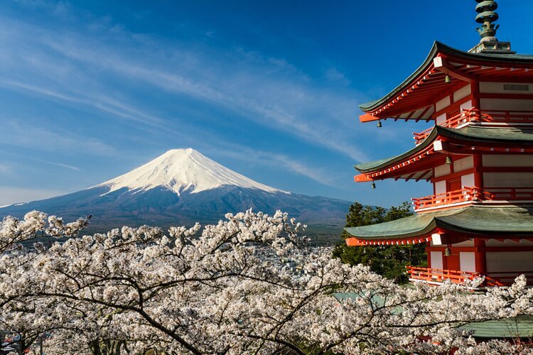 Berg Fuji und Kirschblüten am Arakura Fuji Sengen Schrein