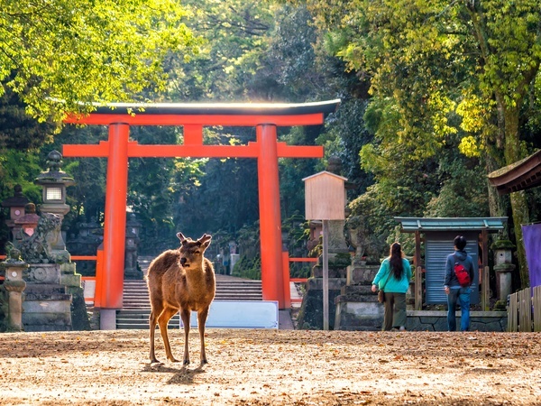 Nara Park