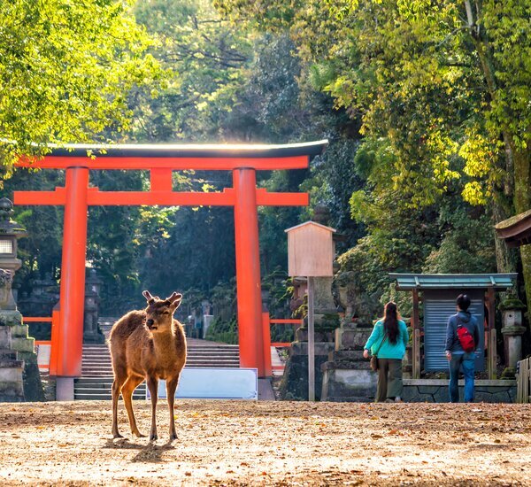 Nara Park: What You Must Know Before You Go