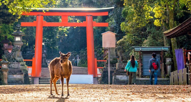 Deer in Nara