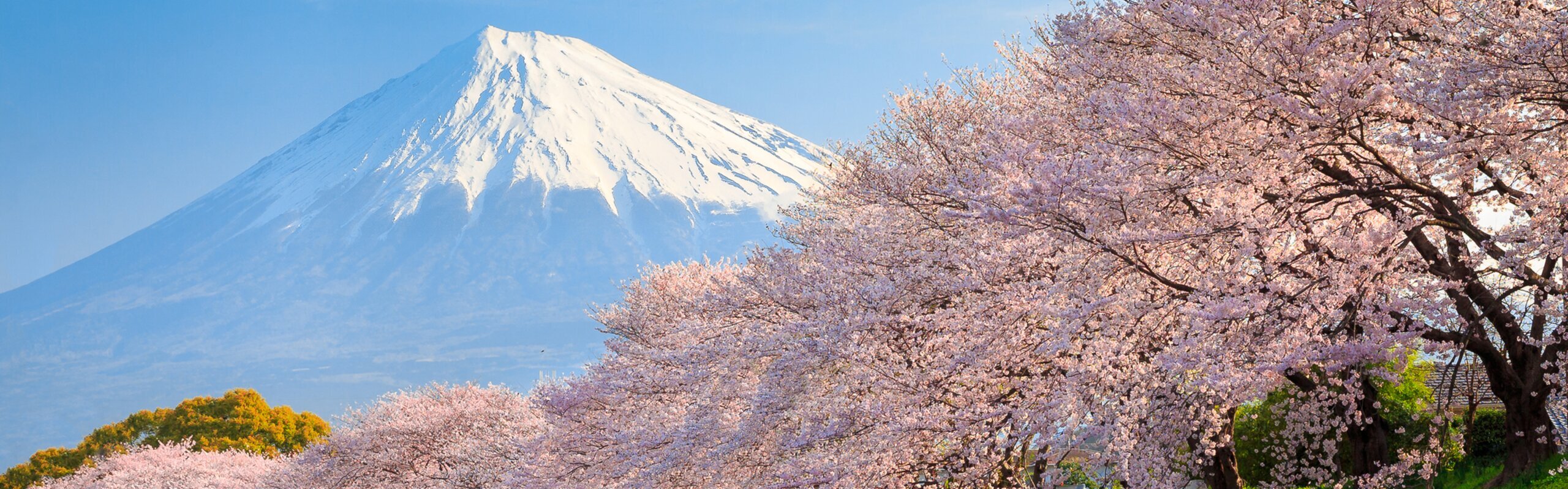 Mt Fuji Cherry Blossom 2026 - When, Where and Tips for a Better Trip