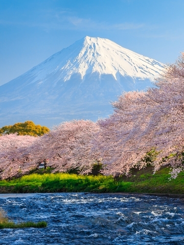 Appreciate blossoming flowers and explore a natural cave in the Mount Fuji Five Lakes Area