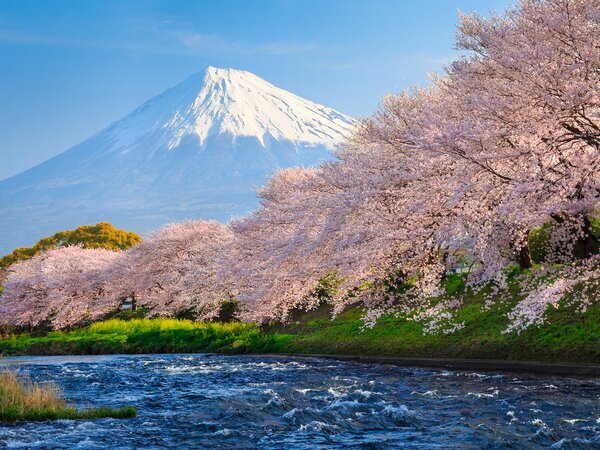 Mount Fuji with cherry blossoms