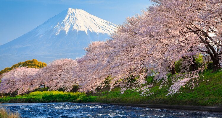 Mount Fuji with cherry blossoms