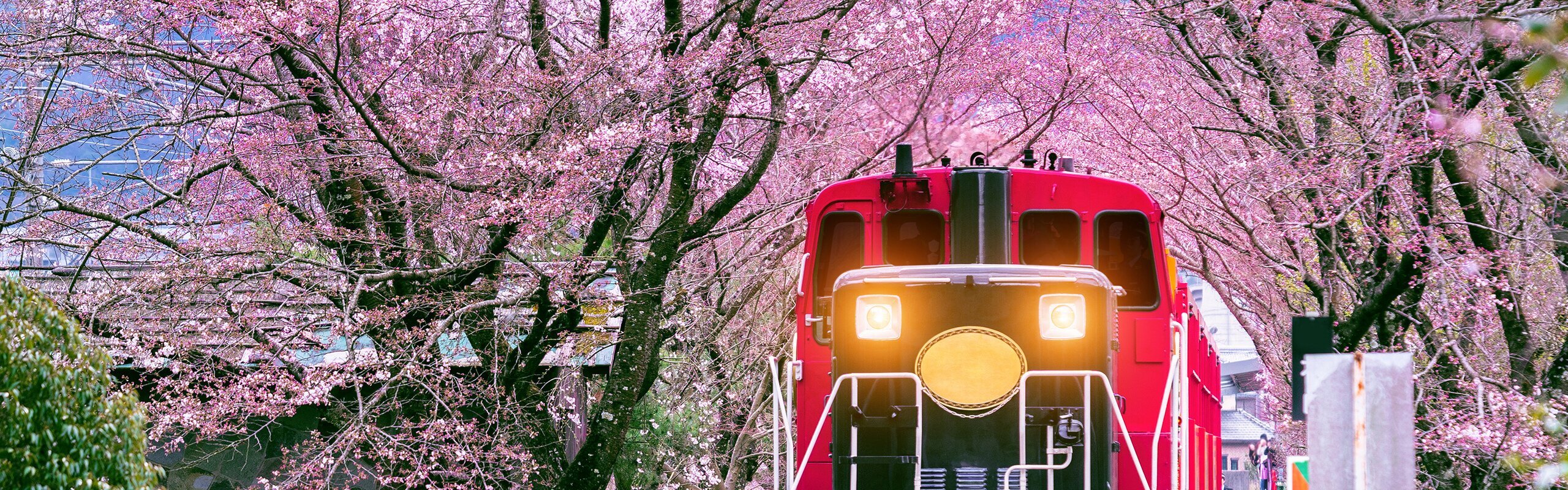 When is Best Time to See Cherry Blossom in Japan in 2026