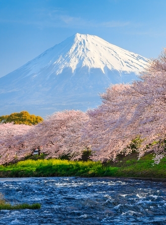 Japan Cherry blossoms tour