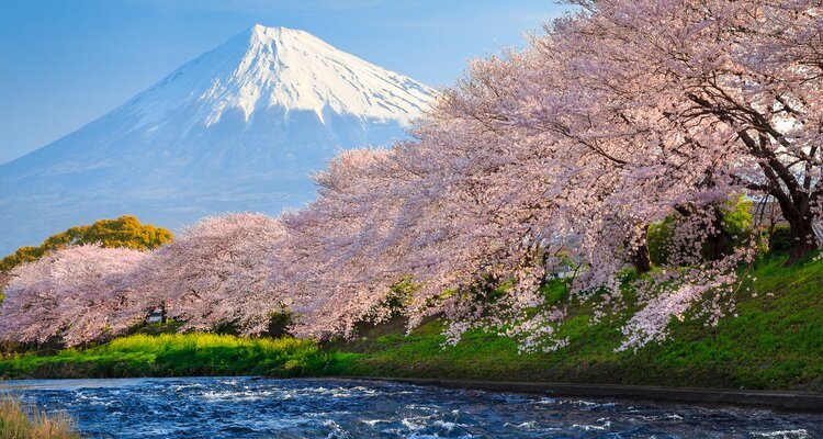 Mount Fuji with cherry blossoms