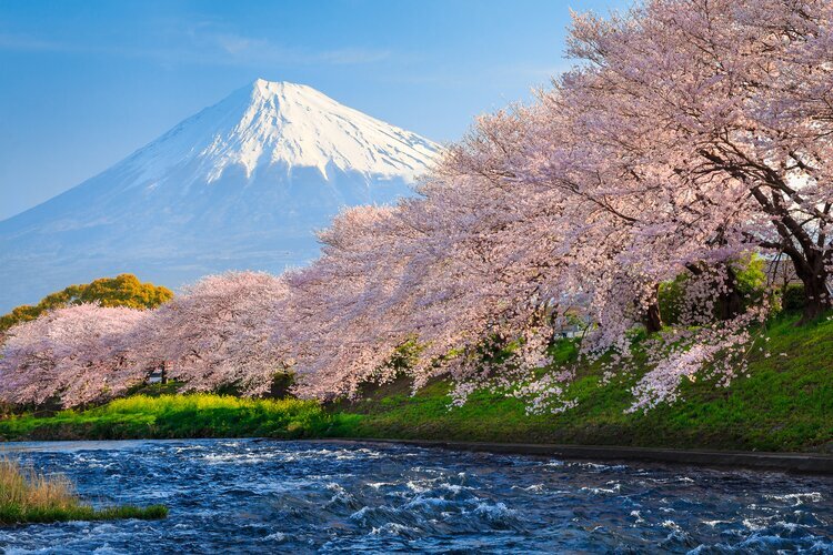Mount Fuji with cherry blossoms