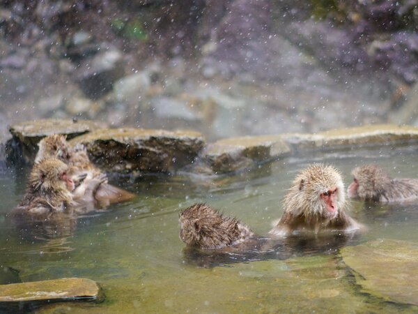 Wild Snow Monkey Park