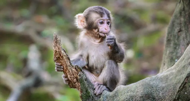 Monkey Park Iwatayama