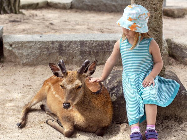 Feed the deer in Nara Park
