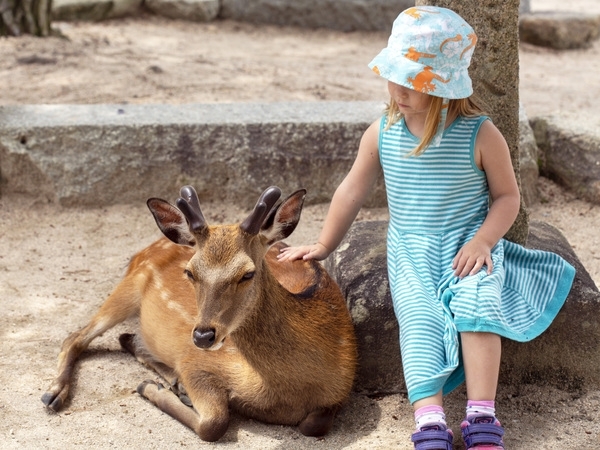 Feed the wild deer at Nara Park