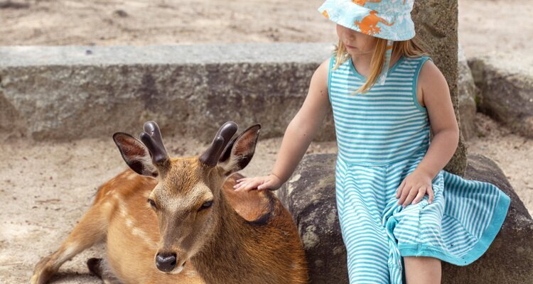 Feed deer in Nara