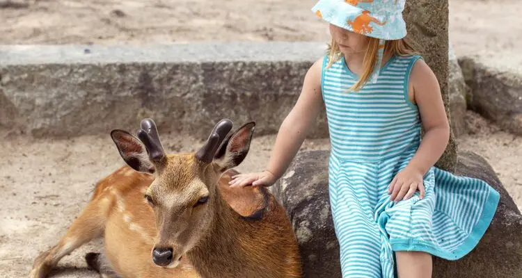 kid with a deer in Nara Park